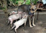 Una perra amamanta a 14 puerquitos en Camagüey